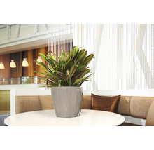 Cordyline Zimmerpflanze in einem grauen Pflanzgefäß auf einem runden Tisch