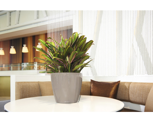 Cordyline Zimmerpflanze in einem grauen Pflanzgefäß auf einem runden Tisch