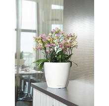 Blumentopf Lechuza Classico LS Ø 35 x H 33 cm weiß inkl. Erdbewässerungsystem Pflanzeinsatz Substrat Wasserstandsanzeiger