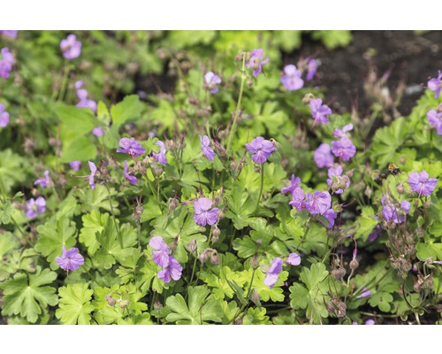 Storchschnabel FloraSelf Geranium x cantabrigiense 'Cambridge' H 5-25 cm Co 0,5 L