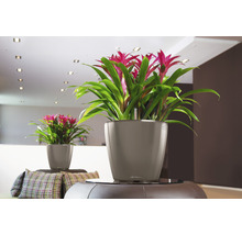 Zwei Bromelien in Übertöpfen der Marke Lechuza in einem Wohnraum.