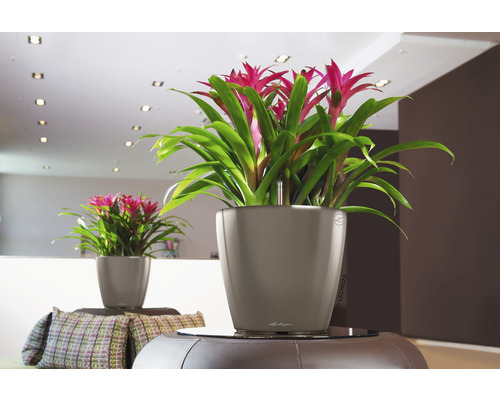 Zwei Bromelien in Übertöpfen der Marke Lechuza in einem Wohnraum.