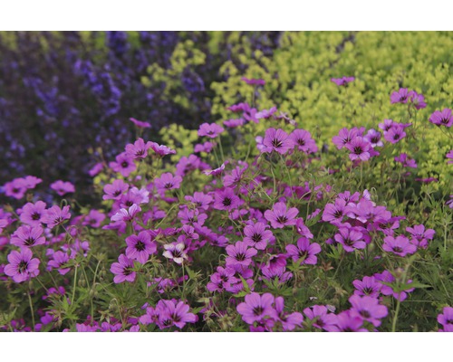 Zwerg Storchschnabel FloraSelf Geranium cinerea 'Ballerina' H 5-15 cm Co 0,5 L