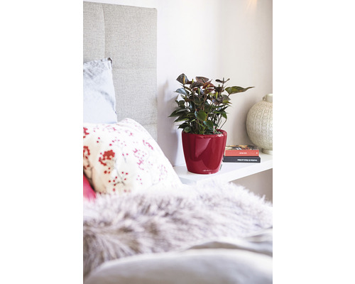 Dekoratives Schlafzimmer mit Anthurie in rotem Übertopf auf einem Regal
