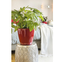 Blumentopf Lechuza Classico LS Ø 35 x H 33 cm rot inkl. Erdbewässerungsystem Pflanzeinsatz Substrat Wasserstandsanzeiger