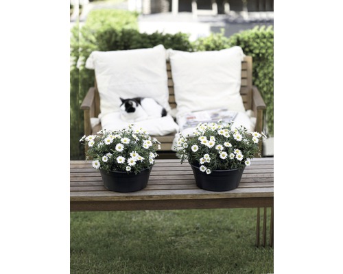 Gartenbank mit zwei Margeriten in Töpfen, Kissen und einer Katze