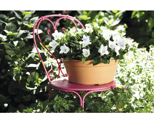 Glockenblumen in einem Blumentopf auf einem kleinen Gartenstuhl