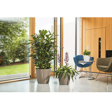 Blumentopf Lechuza Classico LS Ø 43 x H 40 cm taupe inkl. Erdbewässerungsystem Pflanzeinsatz Substrat Wasserstandsanzeiger