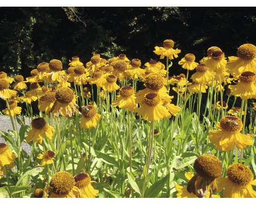 Gelbe Sonnenbraut Blumen im Gartenbeet
