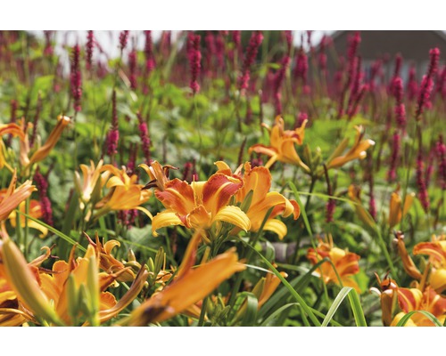 Nahaufnahme von orangefarbenen Taglilien in einem Gartenbeet