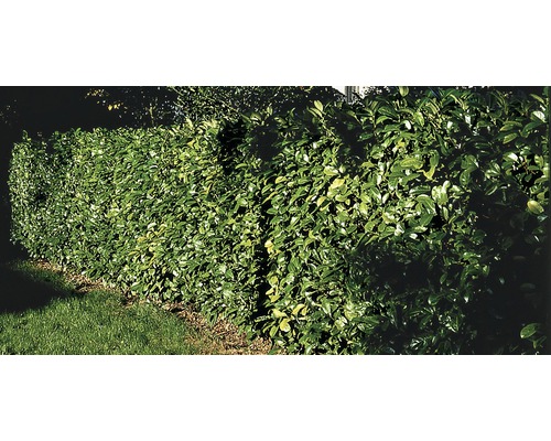 Kirschlorbeer, Lorbeerkirsche FloraSelf Prunus laurocerasus HORNBACH