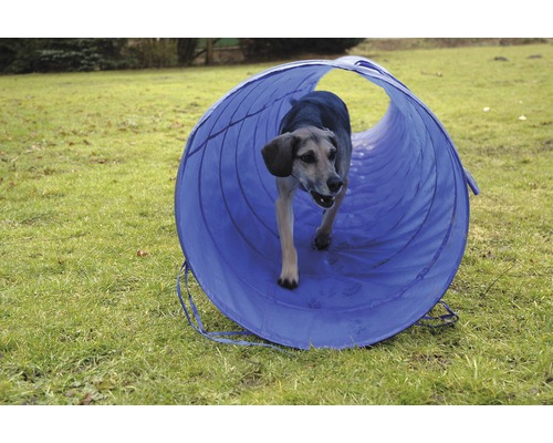 Hund im blauen Hunde-Agility-Tunnel auf Rasen