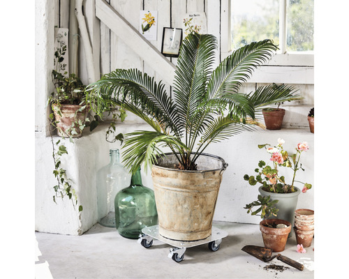 Zimmerpflanze in Zinktopf auf Pflanzenroller in einer hellen Ecke dekoriert.