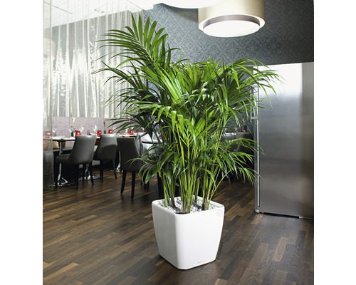 Kentia Palme im weißen Pflanzgefäß in einem Restaurant