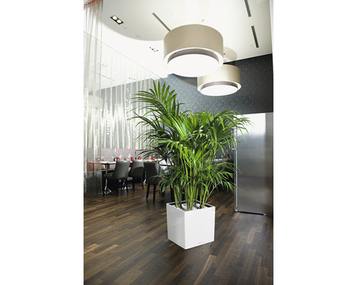 Innenraum mit Kentia Palme in weißem Pflanzgefäß unter Lampen