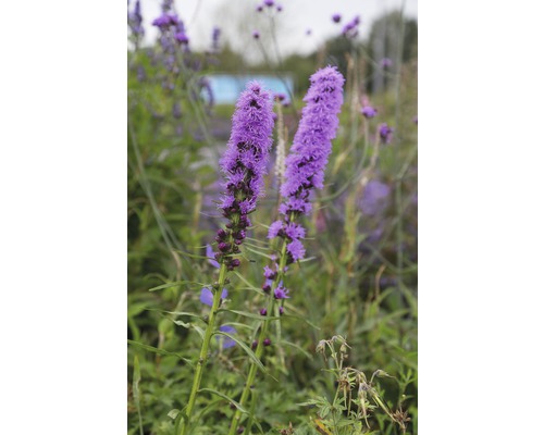 Zwei blühende Präriekerzen im Garten