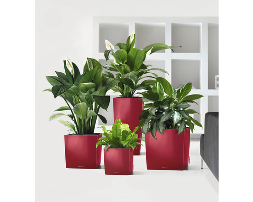 Verschiedene Zimmerpflanzen in Pflanzgefäßen im Raum