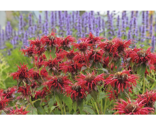 Indiandernessel FloraSelf Monarda-Cultivars 'Cambridge Scarlet' H 10-40 cm Co 0,5 L Rote Monarda-Blumen im Garten