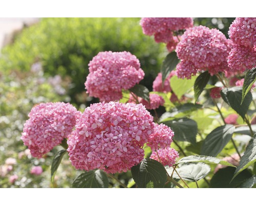 Ballhortensie 'Pink Annabelle' FloraSelf Hydrangea arborescens 'Pink Annabelle' H 15-30 cm Co 3 L-0