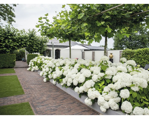 Ballhortensie 'Strong Annabelle' FloraSelf Hydrangea arborescens 'Strong Annabelle' H 15-30 cm Co 3 L