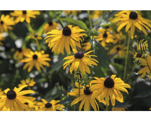 Gruppe von Rudbeckia Blumen im Garten.