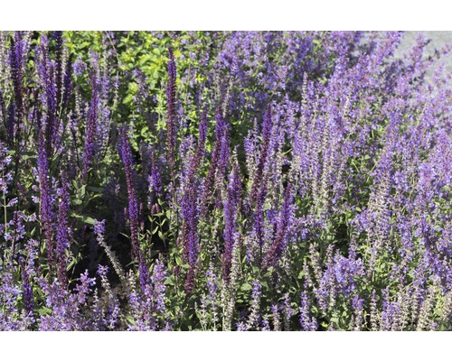 Hainsalbei, Ziersalbei FloraSelf Salvia nemorosa 'Cardonna' H 5-20 cm Co 0,5 L Blühende Zierpflanzen im Gartenbeet