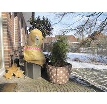 Vlieshaube Hund Bello Videx 125x120 cm braun
