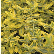 Gelbbunte Kriechspindel Stämmchen FloraSelf Euonymus fortunei 'Emerald'n Gold' Halbstamm 40 cm H 60-80 cm Co 6 L-thumb-0