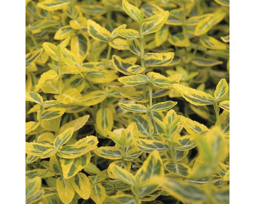 Gelbbunte Kriechspindel Stämmchen FloraSelf Euonymus fortunei 'Emerald'n Gold' Halbstamm 40 cm H 60-80 cm Co 6 L-0