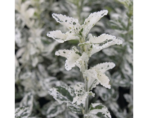 Immergrüner Spindelstrauch mit panaschierten Blättern