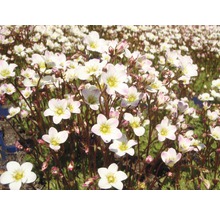 Teppich-Steinbrech mit kleinen weißen Blüten