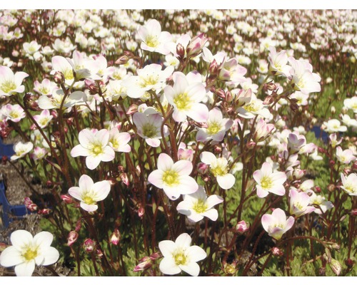 Moos-Steinbrech FloraSelf Saxifraga arendsii 'Schneeteppich' H 5-15 cm Co 0,5 L Teppich-Steinbrech mit kleinen weißen Blüten