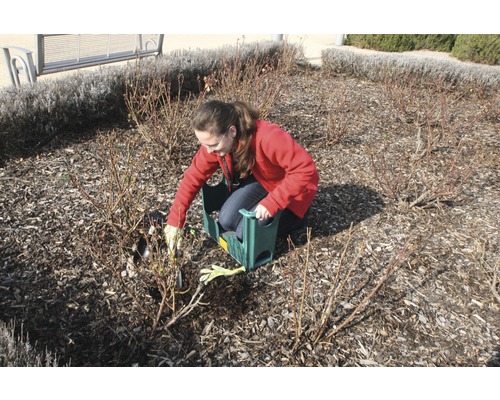 Eine Frau kniet in einem Garten und schneidet Rosen mit einer Gartenschere, unterstützt von einer Gartenbank.