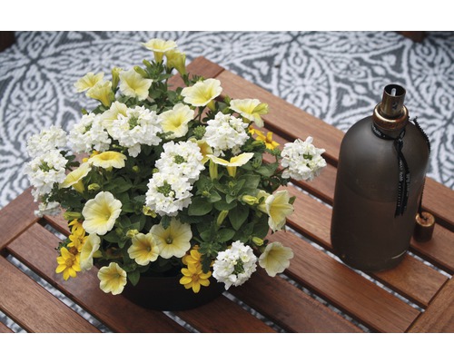 Arrangement aus Verbenen, Zauberglöckchen und Studentenblumen auf einem Holztisch neben einer Öllampe.