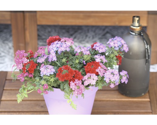 Blühende Verbenen in einem Pflanzgefäß