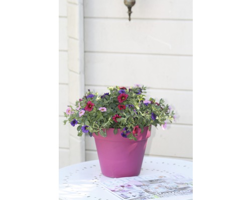 Blumentopf mit stehenden Blüten auf einem Tisch