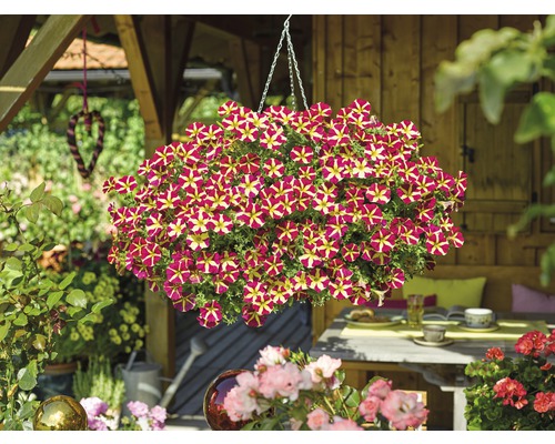 Hängepetunie mit rot-gelben Blüten in einer Gartenszene