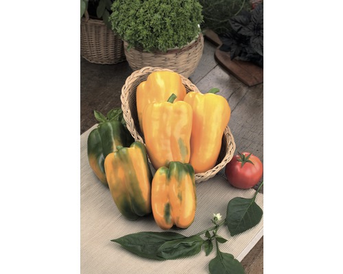 Paprika 'Maribell' FloraSelf Ø 12 cm Topf veredelt, gelber, großer Blockpaprika Gelbe und grüne Paprika in einem Korb.
