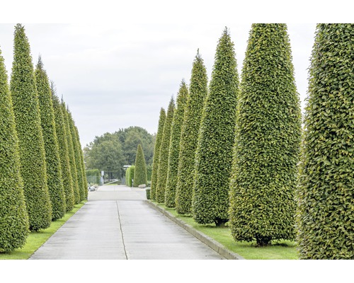 Reihe von kegelförmigen immergrünen Bäumen entlang eines Weges.