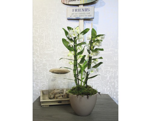 Dekorative Orchidee in einem Topf auf einem Tisch