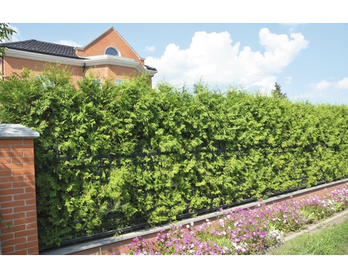Sichtschutzhecke im Garten mit Zierblumen vor einem Wohnhaus