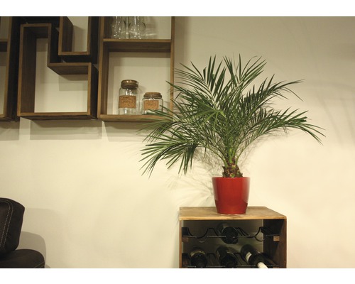 Zimmerszene mit Dattelpalme im Topf, Weinregal und Holzregalen