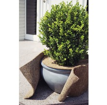 Kugelbaum im Topf mit Winterschutzmatte