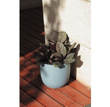 Zimmerpflanze in blauem Blumentopf auf Holzterrasse