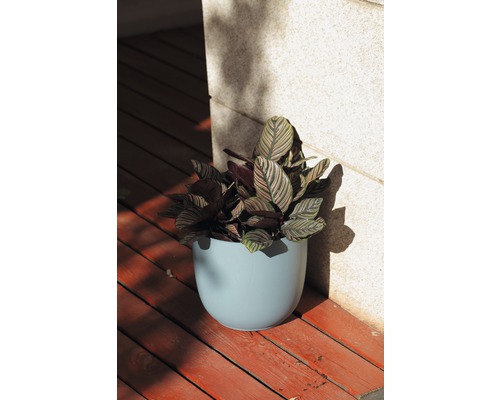 Zimmerpflanze in blauem Blumentopf auf Holzterrasse