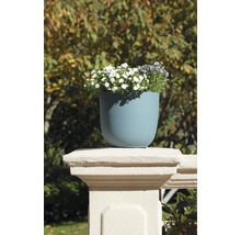 Blumentopf mit Pflanzen auf einer Balustrade