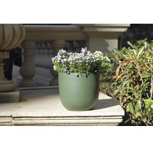Blumentopf mit Blumen auf Steintreppe
