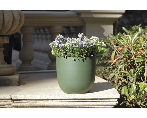 Blumentopf mit Blumen auf Steintreppe