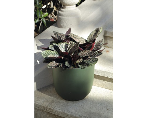 Pflanze im Topf auf einer Steintreppe