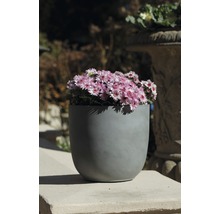 Blumentopf mit blühenden Pflanzen für den Außenbereich